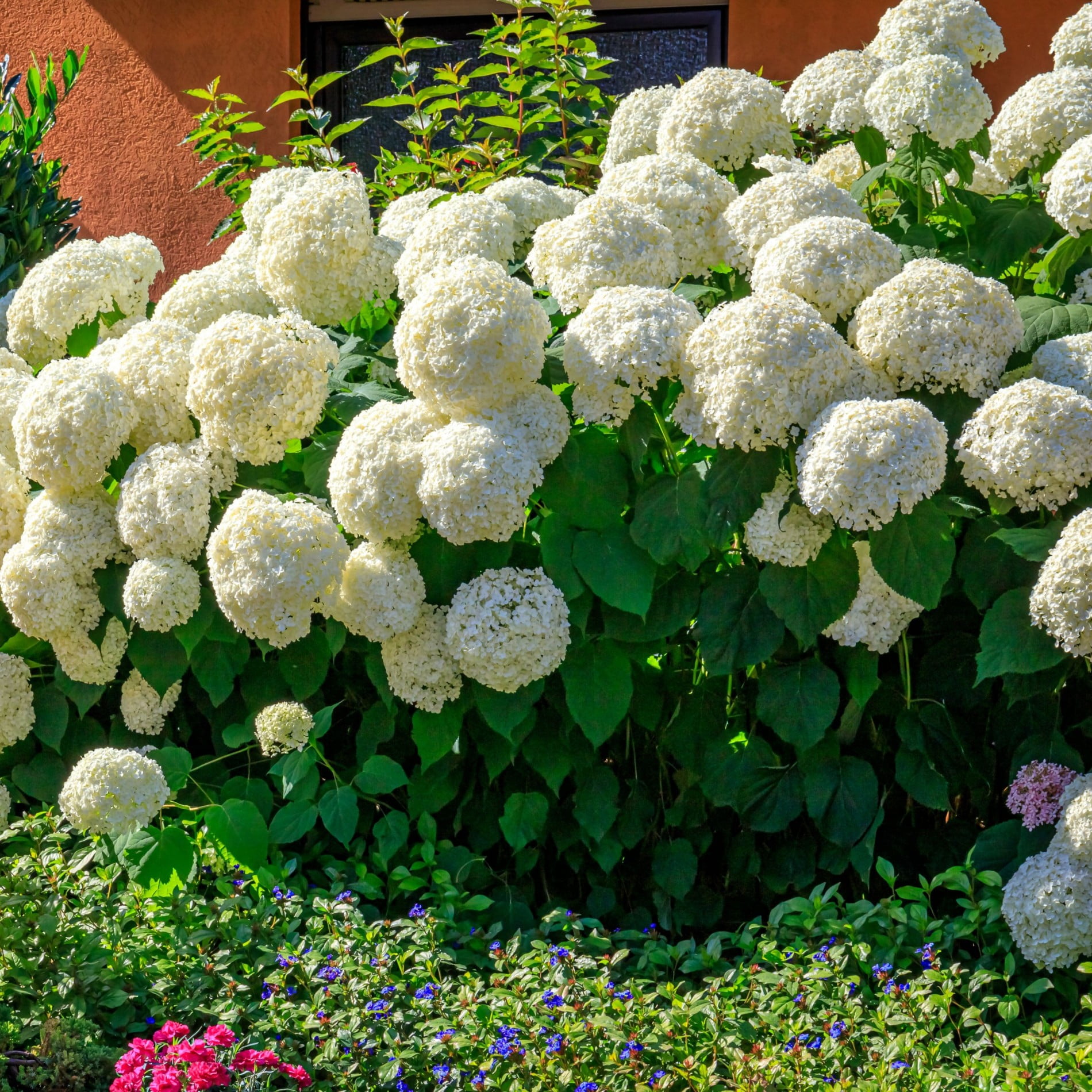 hortensia annabelle Hortensia Annabelle Albă, ghiveci 2L