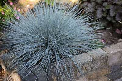 festuca glauca sol Festuca glauca (Iarbă albastră), Intense Blue