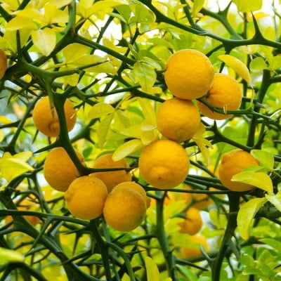 Lămâi trifoliat, rezistent la ger (CITRUS TRIFOLIATA), ghiveci 1L