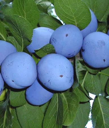 Prun Bluefree Prun Bluefree, ghiveci 5L