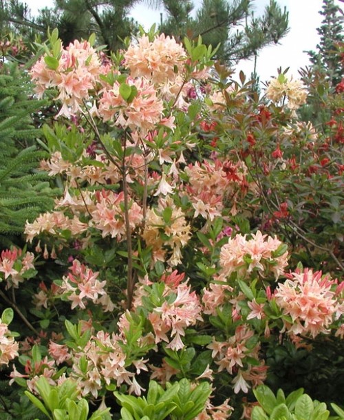 Rhododendron CHANEL tufa Rhododendron (Azalee) 'Chanel', ghiveci 2L