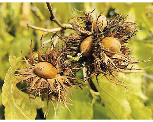 Alun Turcesc (Corylus colurna), ghiveci 3L