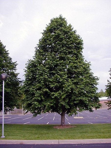 Alun Turcesc (Corylus colurna), ghiveci 3L