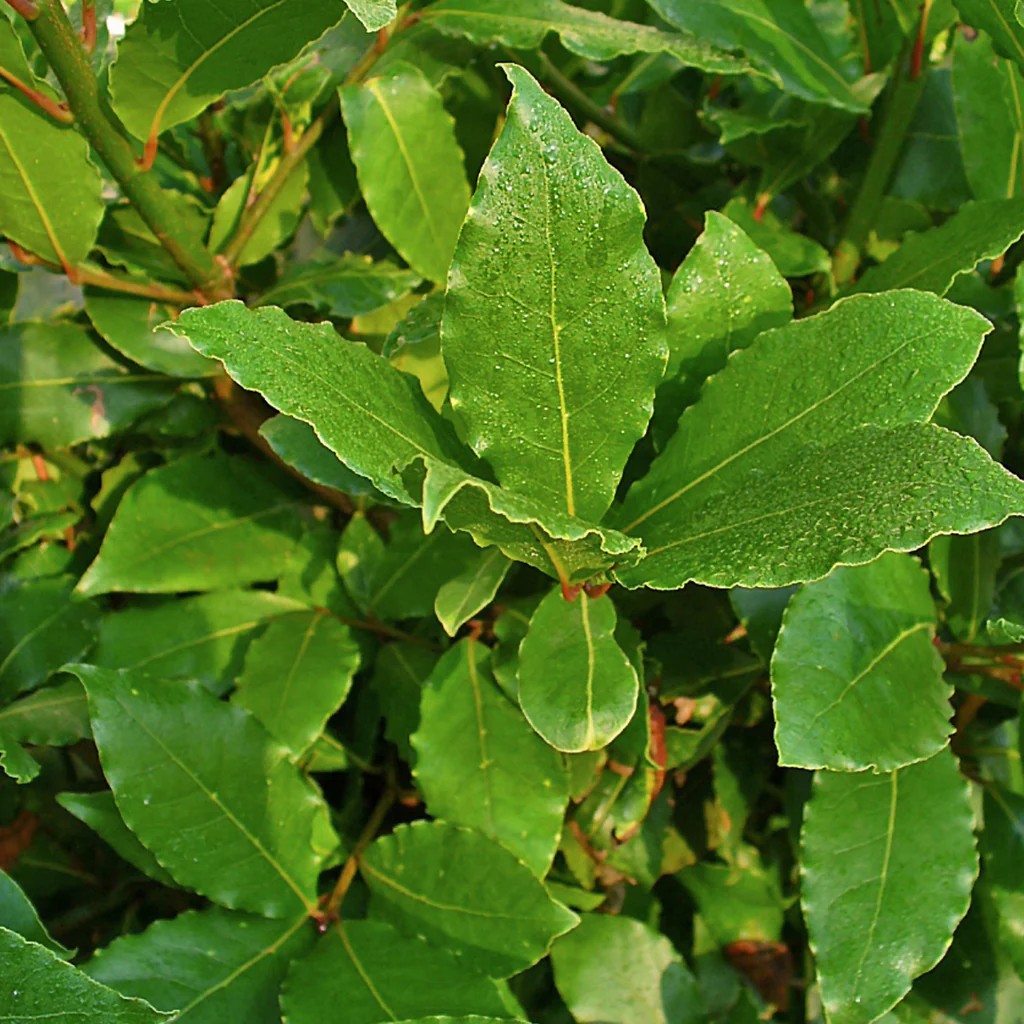 dafin 2 Laurus Nobilis - Dafin, ghiveci 1L