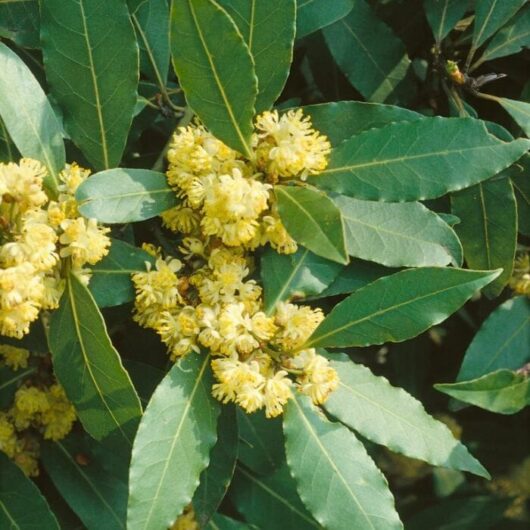 Laurus Nobilis - Dafin, ghiveci 1L