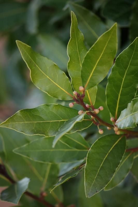 Laurus Nobilis - Dafin, ghiveci 1L