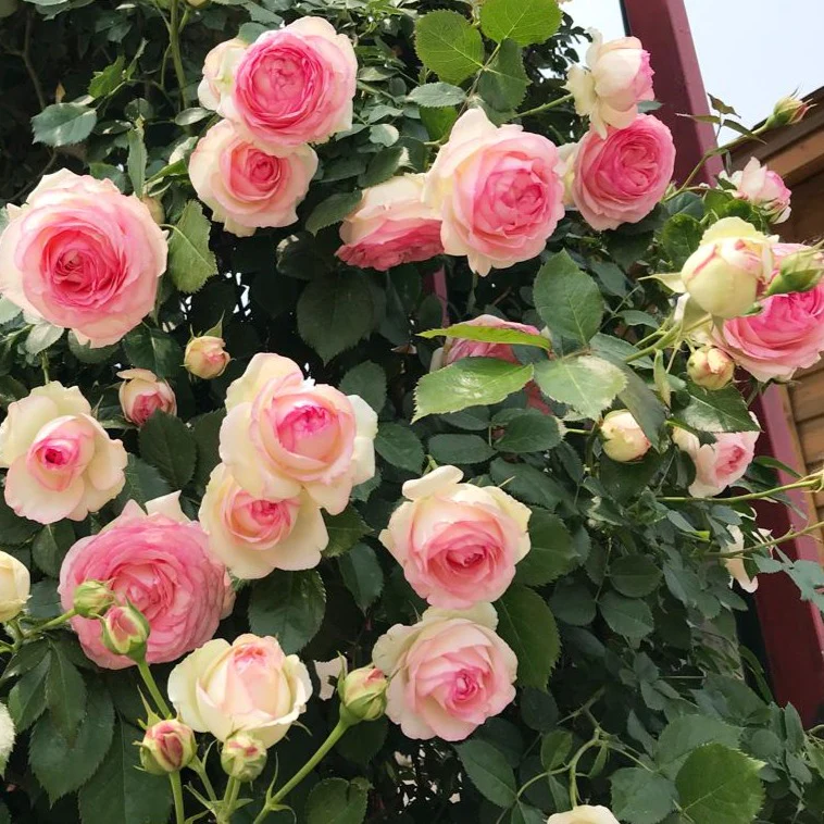 Trandafir urcator Eden Rose, ghiveci 2L