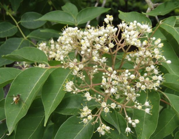 evodia floare1.1 Evodia- copacul de miere, ghiveci 2L