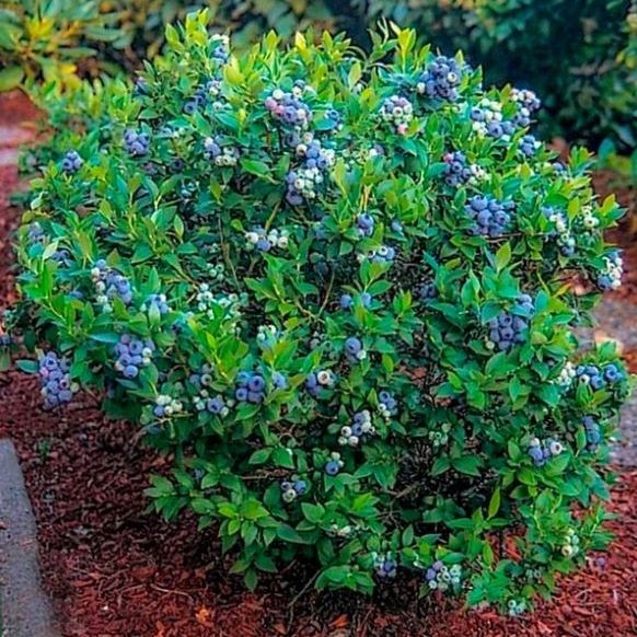 Afin Bluecrop