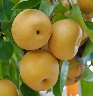 NASHI HOSUI Păr Japonez - Nashi Hosui, ghiveci 5L
