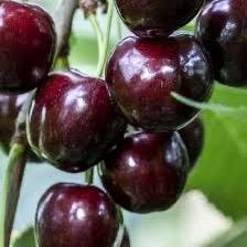 Cires Timpurii de Bistrita, la ghiveci 5L
