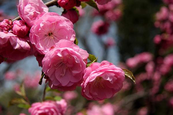 Migdal japonez roz,pitic (Prunus glandulosa Rosea Plena), ghiveci 2L