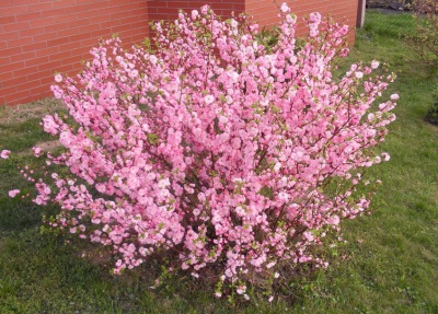 migdal ornamental roz Migdal japonez roz,pitic (Prunus glandulosa Rosea Plena), ghiveci 2L