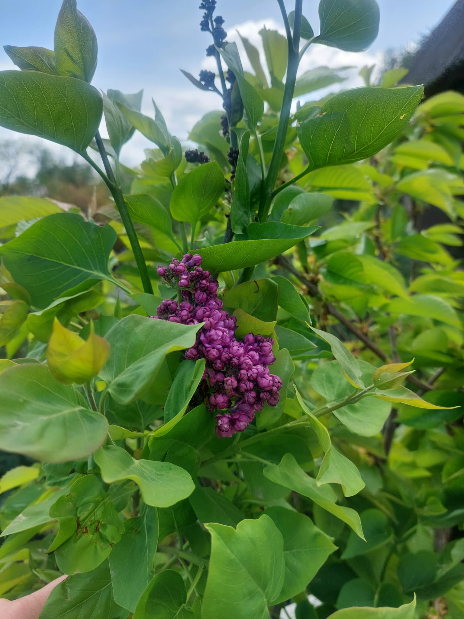 Liliac Syringa vulgaris Charles Joly la ghiveci 7L