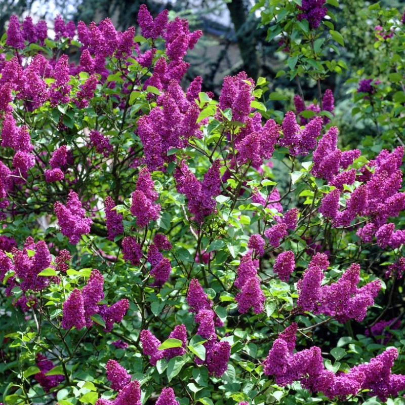 Liliac Syringa vulgaris Charles Joly la ghiveci 7L