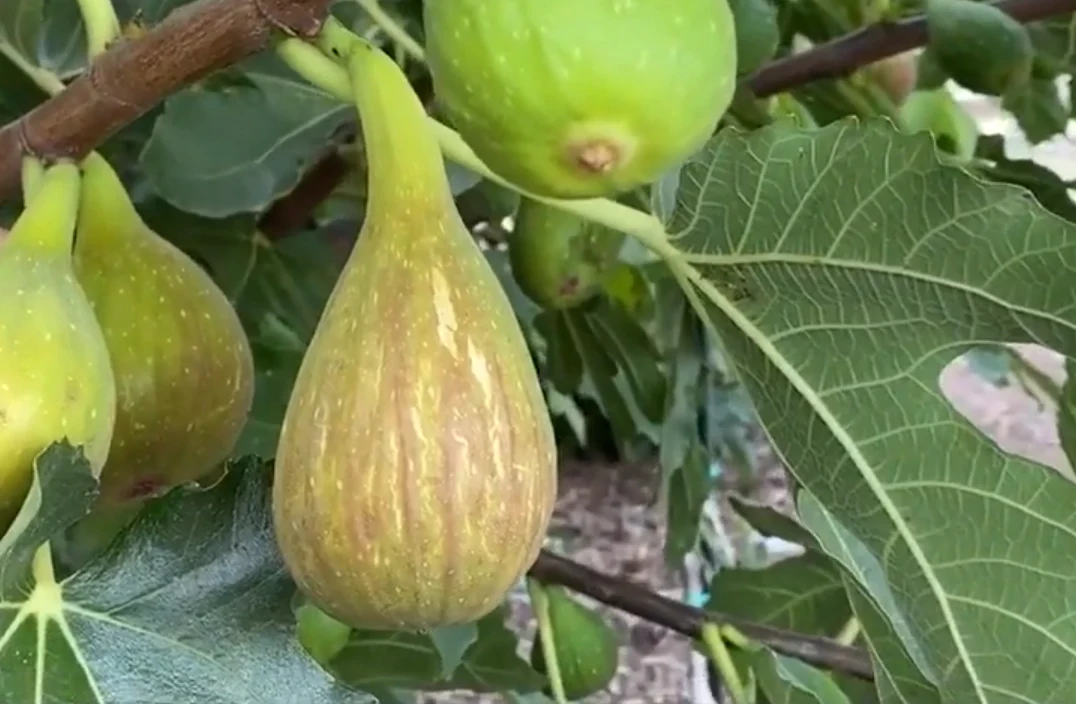 Smochin longue d_aout Smochin Ficus carica Longue d'Aout, ghiveci 2L