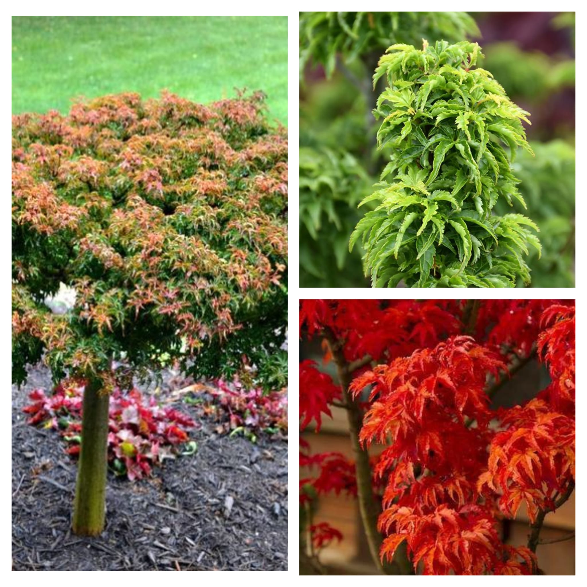 SHISHIGARHIA.2jpg Artar japonez- Acer palmatum Shishigashira, ghiveci 5L, altoit pe tulpină inaltă