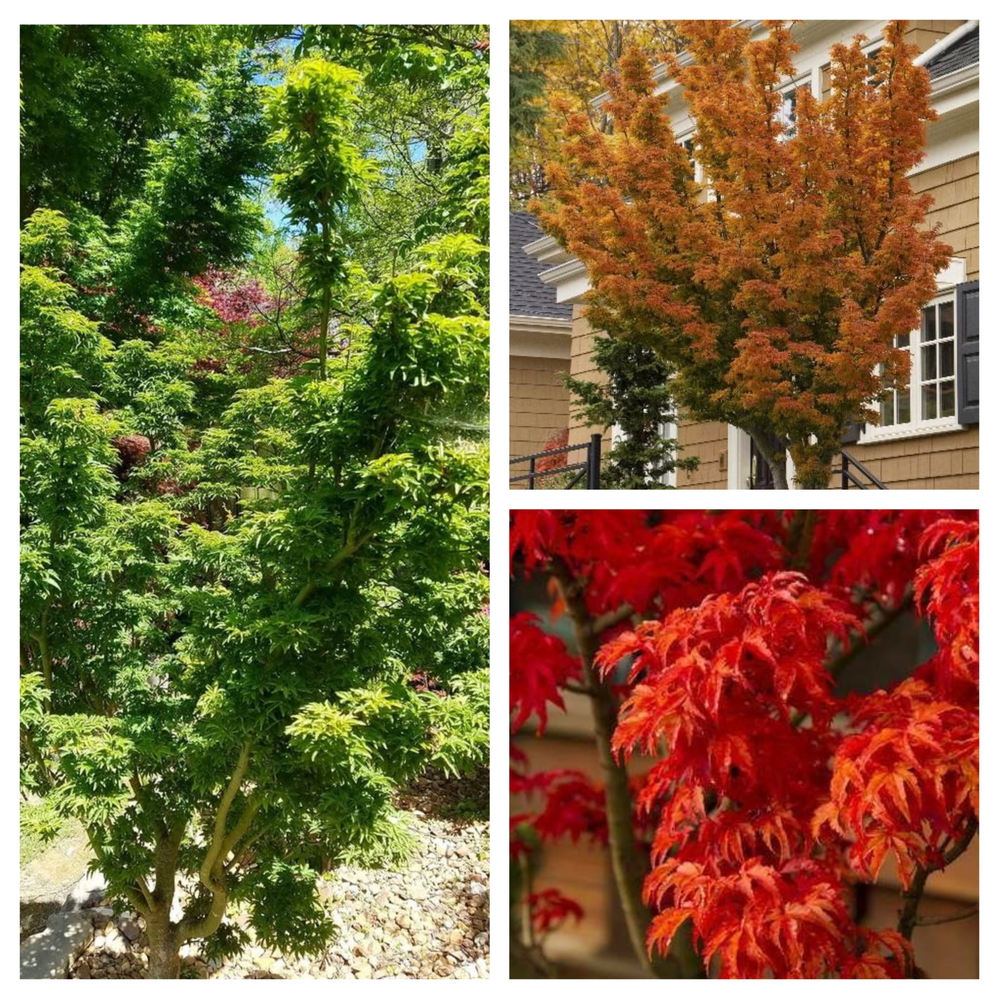 Shishigashira 2 Artar japonez- Acer palmatum Shishigashira, ghiveci 3L, 40 cm