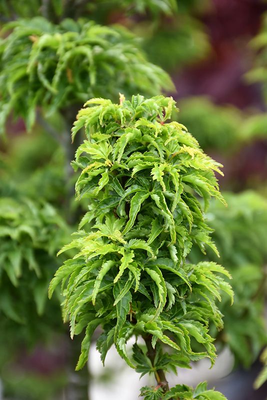 Artar japonez- Acer palmatum Shishigashira, ghiveci 3L, 40 cm