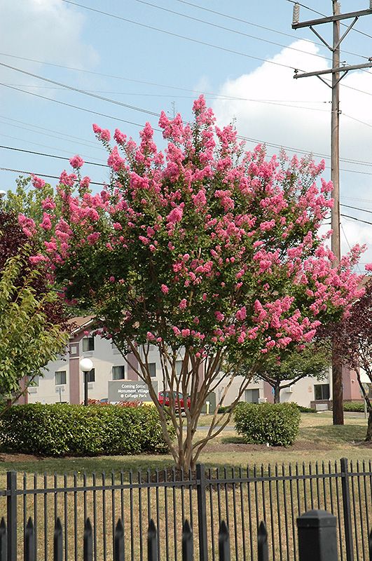 Liliac indian- Lagerstroemia indica Sioux, la ghiveci
