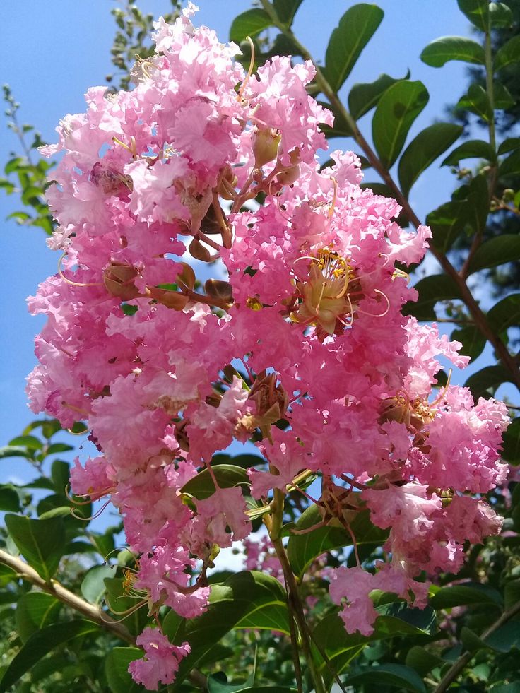 Liliac indian- Lagerstroemia indica Sioux, la ghiveci