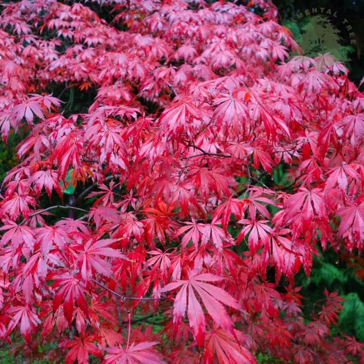 Artar japonez- Acer palmatum Sumi Nagashi, ghiveci 2L, 50 cm