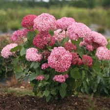 Hortensia Pink Annabelle” Hortensia Annabelle ROZ, ghiveci 2L