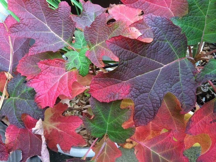 hORTENSIA Burgundy FRUNZE Hortensia Hydrangea quercifolia Burgundy, ghiveci 2L