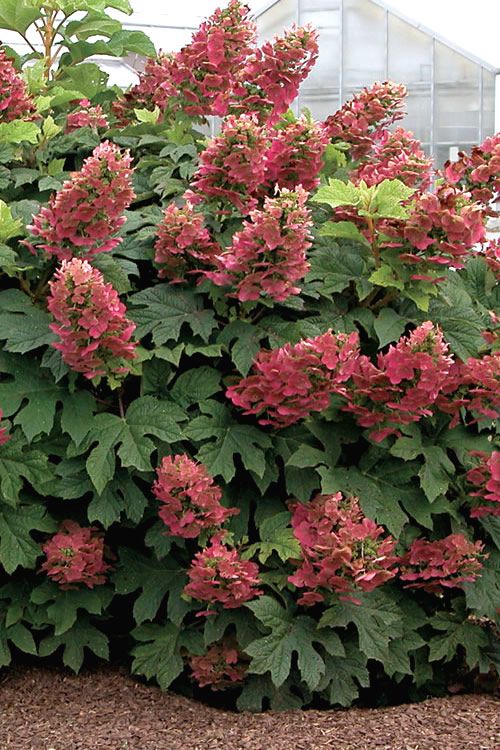 hORTENSIA Burgundy2 Hortensia Hydrangea quercifolia Burgundy, ghiveci 2L