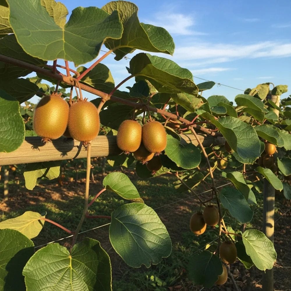 Kiwi Actinidia deliciosa Solissimo, ghiveci 1L