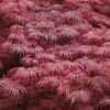 Artar japonez- Acer palmatum Royal Garnet, ghiveci 2L