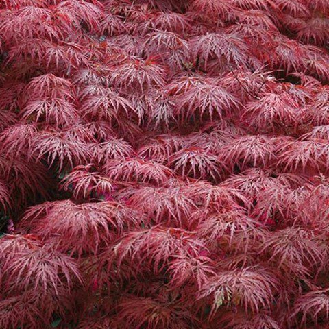 Artar japonez- Acer palmatum Royal Garnet, ghiveci 2L