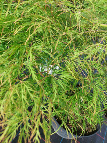 Artar japonez- Acer palmatum Dissectum, ghiveci 5L, 50-70cm