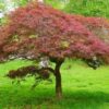 Artar japonez- Acer palmatum Royal Garnet, ghiveci 2L