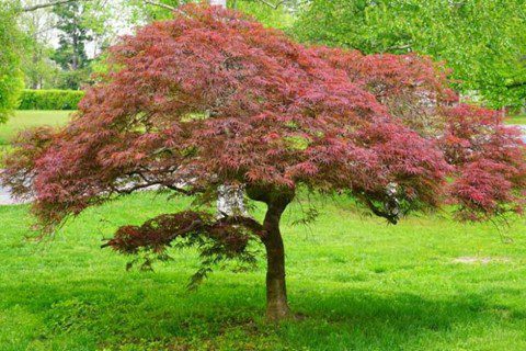 Artar japonez- Acer palmatum Royal Garnet, ghiveci 2L
