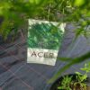 Artar japonez- Acer palmatum Dissectum, ghiveci 5L, 50-70cm