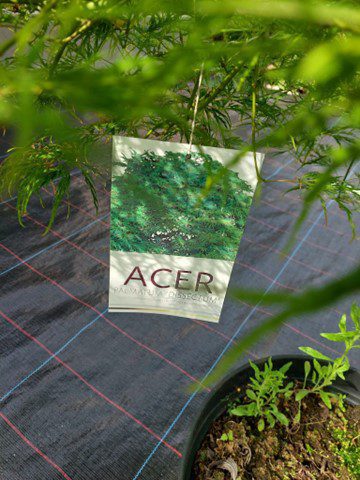 Artar japonez- Acer palmatum Dissectum, ghiveci 5L, 50-70cm