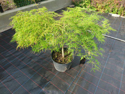 Artar japonez- Acer palmatum Dissectum, ghiveci 7L, 60-80 cm