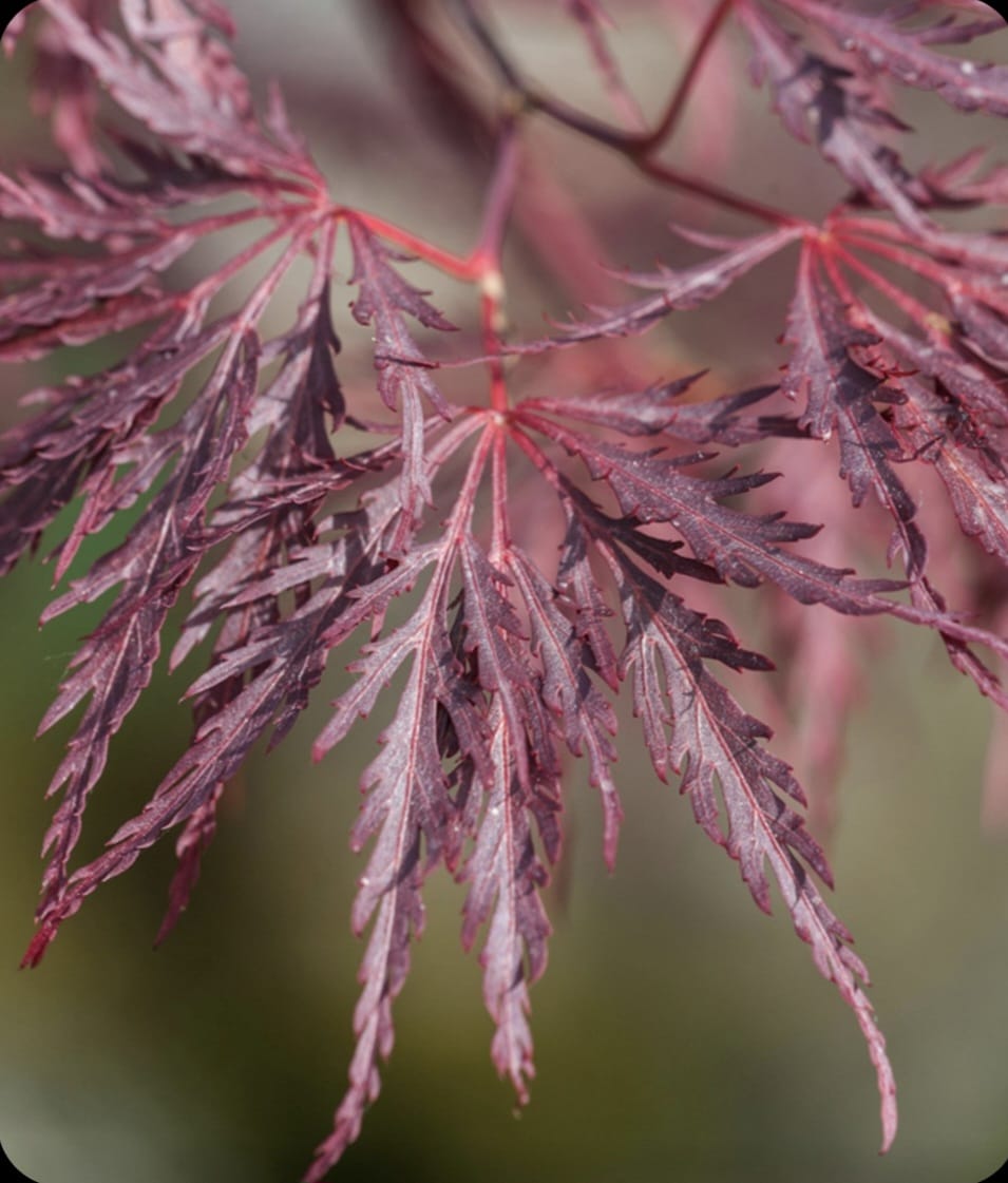 Artar japonez- Acer palmatum Royal Garnet, ghiveci 2L