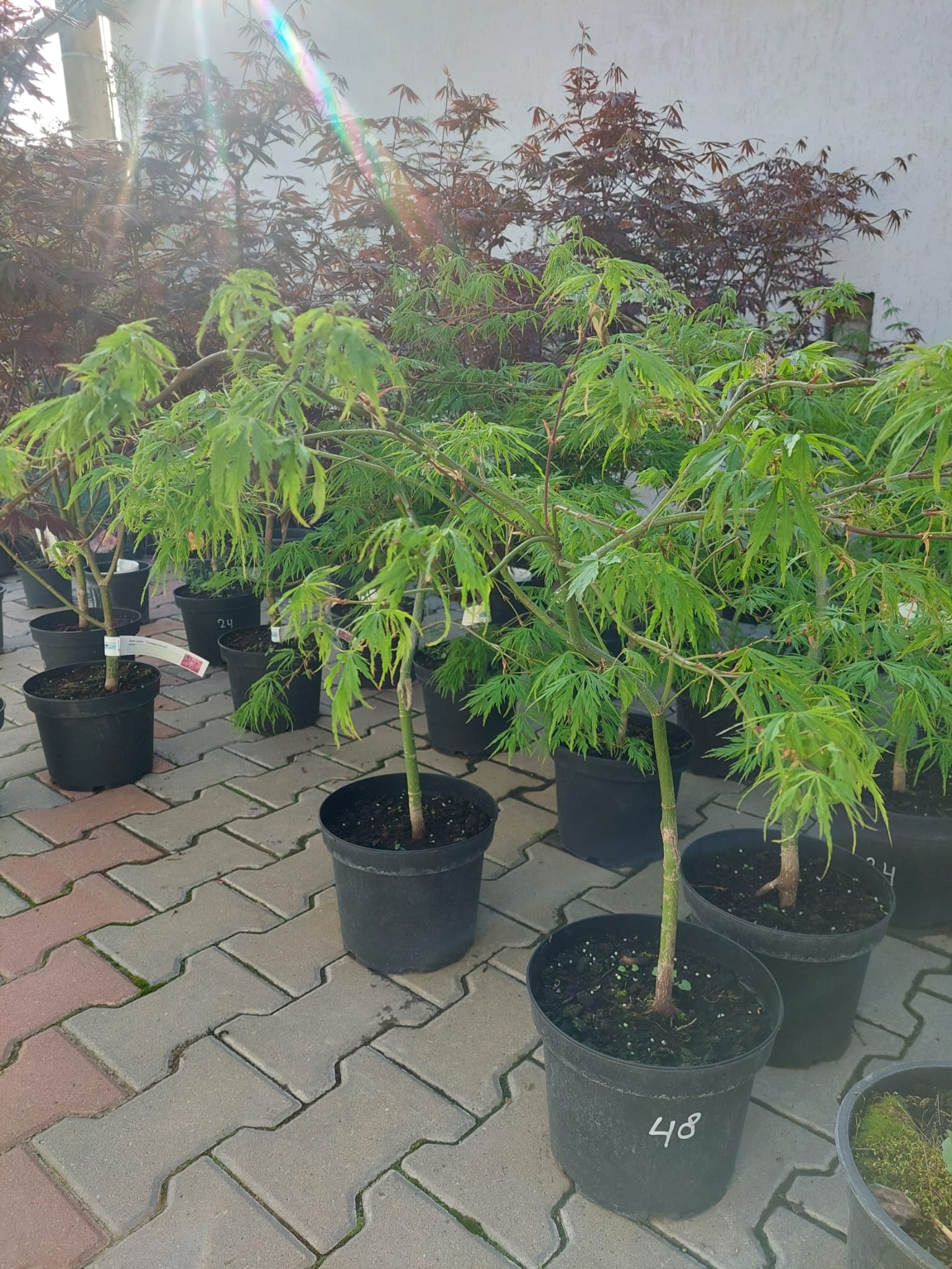 Artar japonez- Acer palmatum Dissectum, ghiveci 5L, 50-70cm