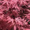 Acer palmatum Skeeter's Broom Acer palmatum Skeeter's Broom C3