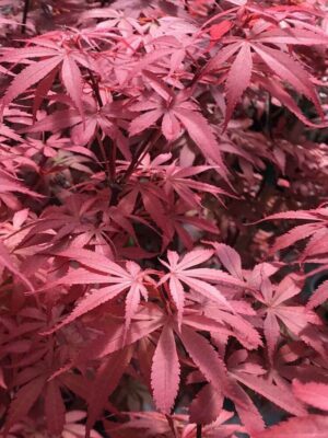 Acer palmatum Skeeter's Broom C3