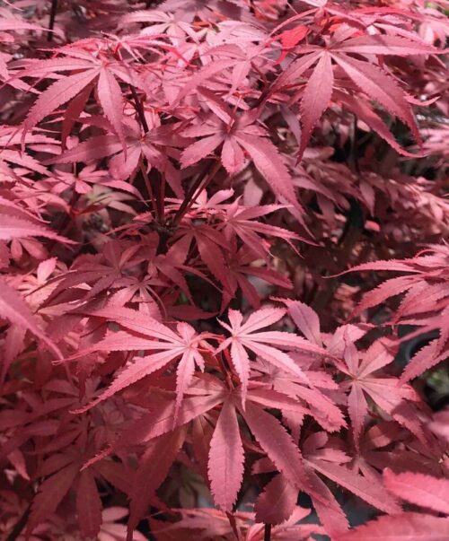Acer palmatum Skeeter's Broom Acer palmatum Skeeter's Broom C3