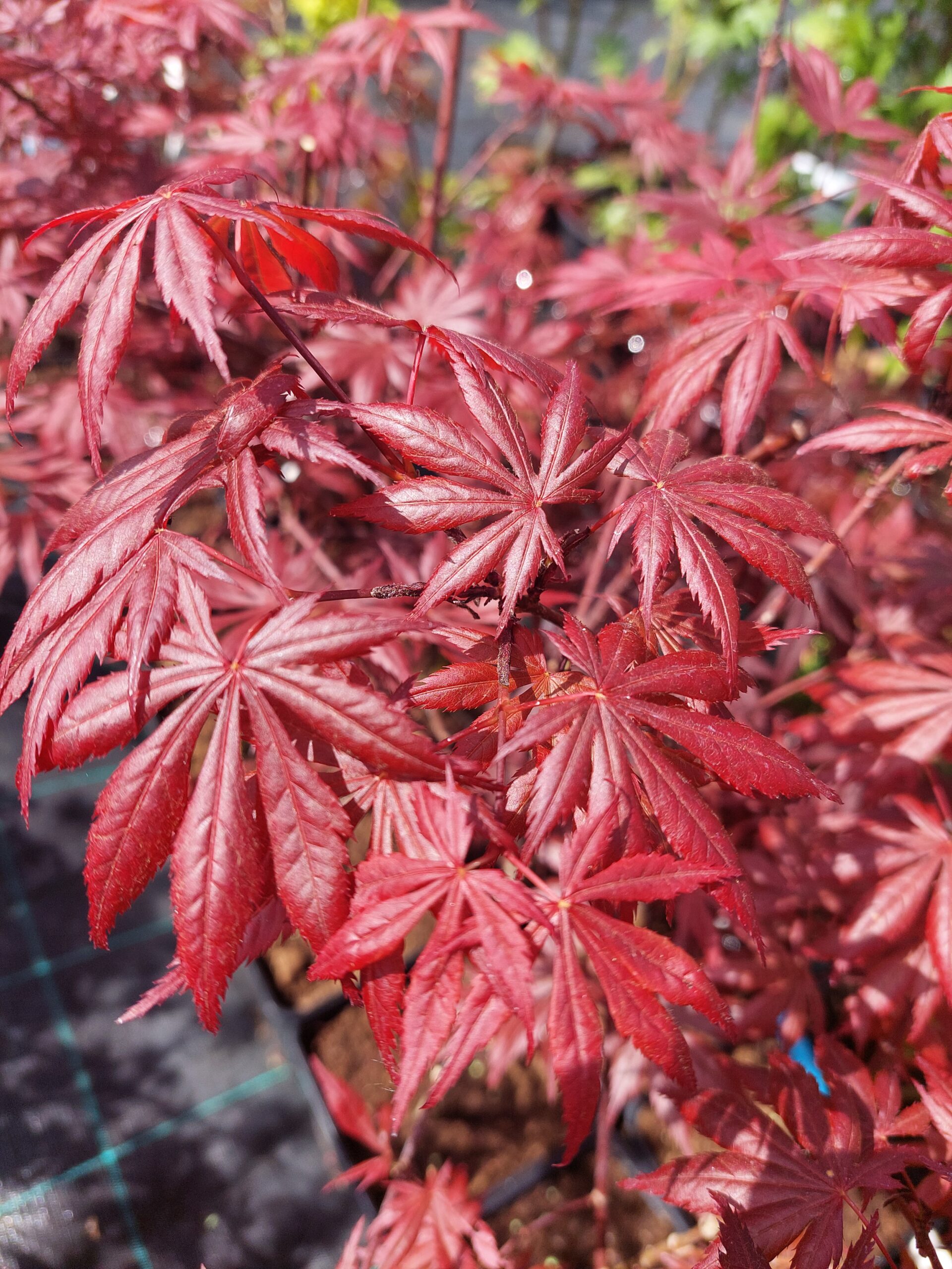 Artar japonez- Acer palmatum Trompenburg, ghiveci 2L, 50-55cm