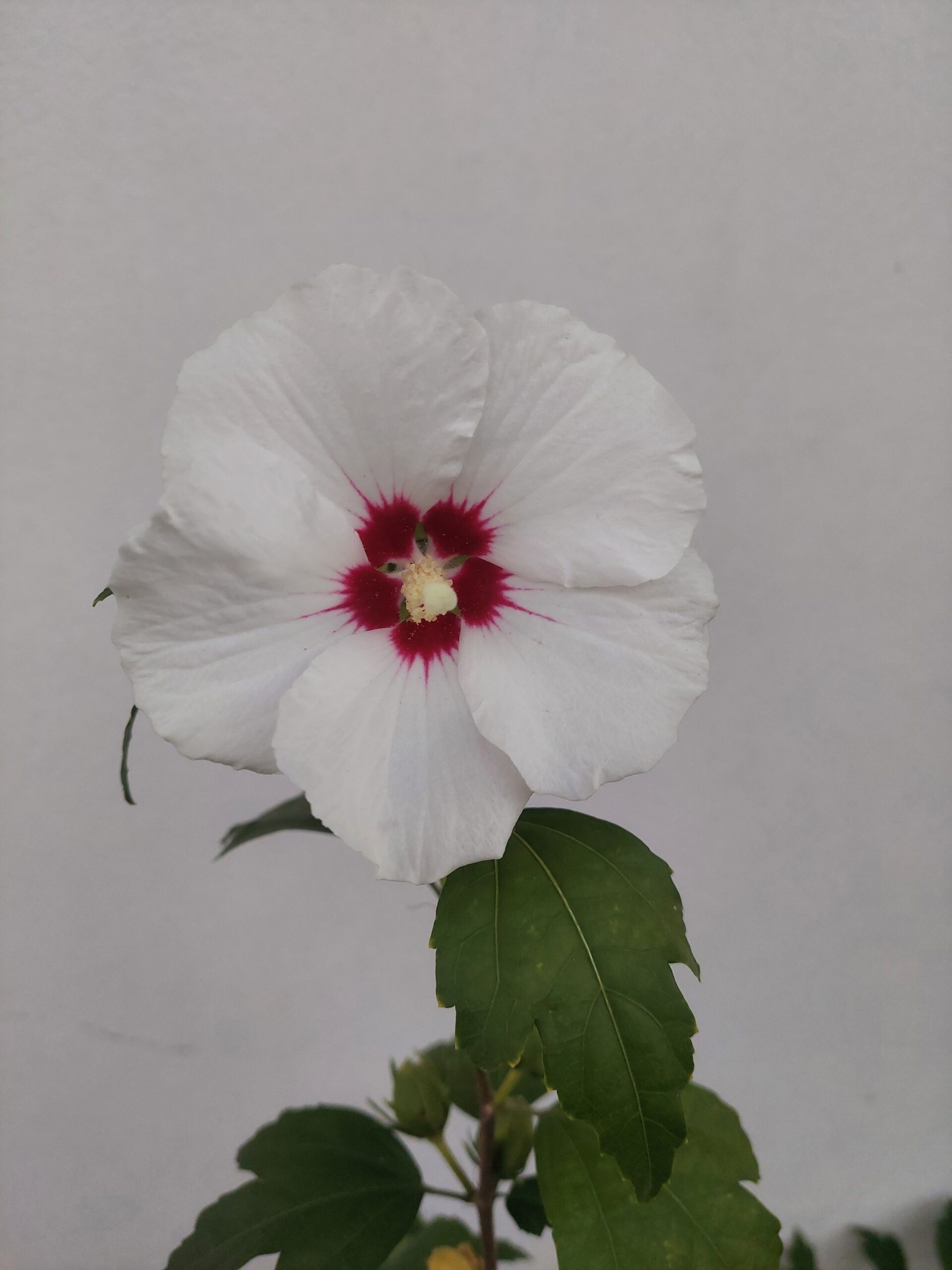 Hibiscus Siriacus