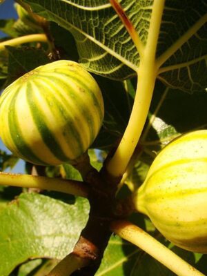 Smochin Ficus carica Panachee, ghiveci 2L