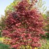 Artar japonez- Acer palmatum Trompenburg, ghiveci 2L, 50-55cm