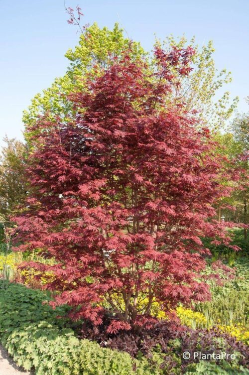Artar japonez- Acer palmatum Trompenburg, ghiveci 2L, 50-55cm