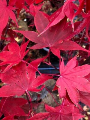 Artar japonez- Acer palmatum Osakazuki, ghiveci 2L, 50cm