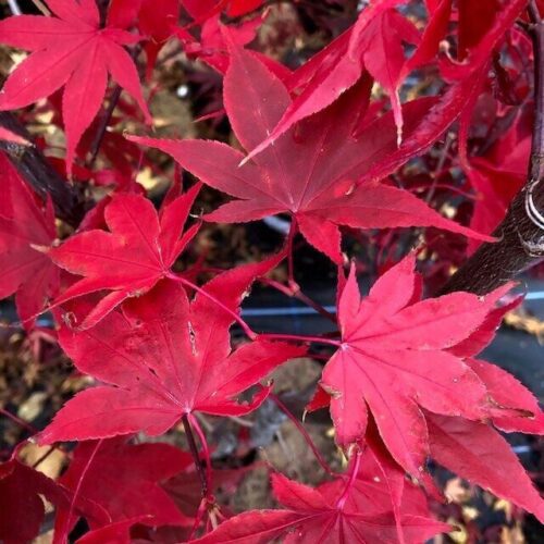 Artar japonez- Acer palmatum Osakazuki, ghiveci 2L, 50cm